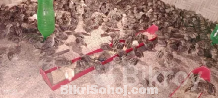 কোয়েল পাখি